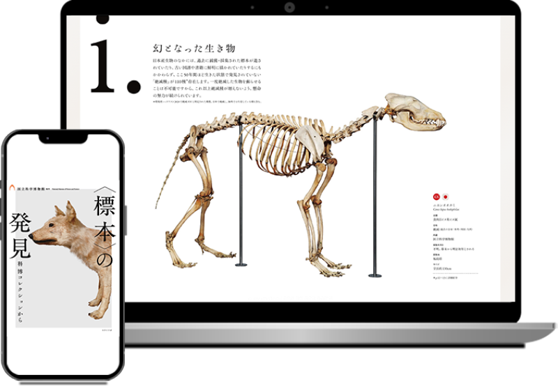 ＜標本＞の発見 科博コレクションから